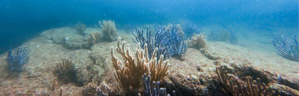 scuba diving in loreto mexico